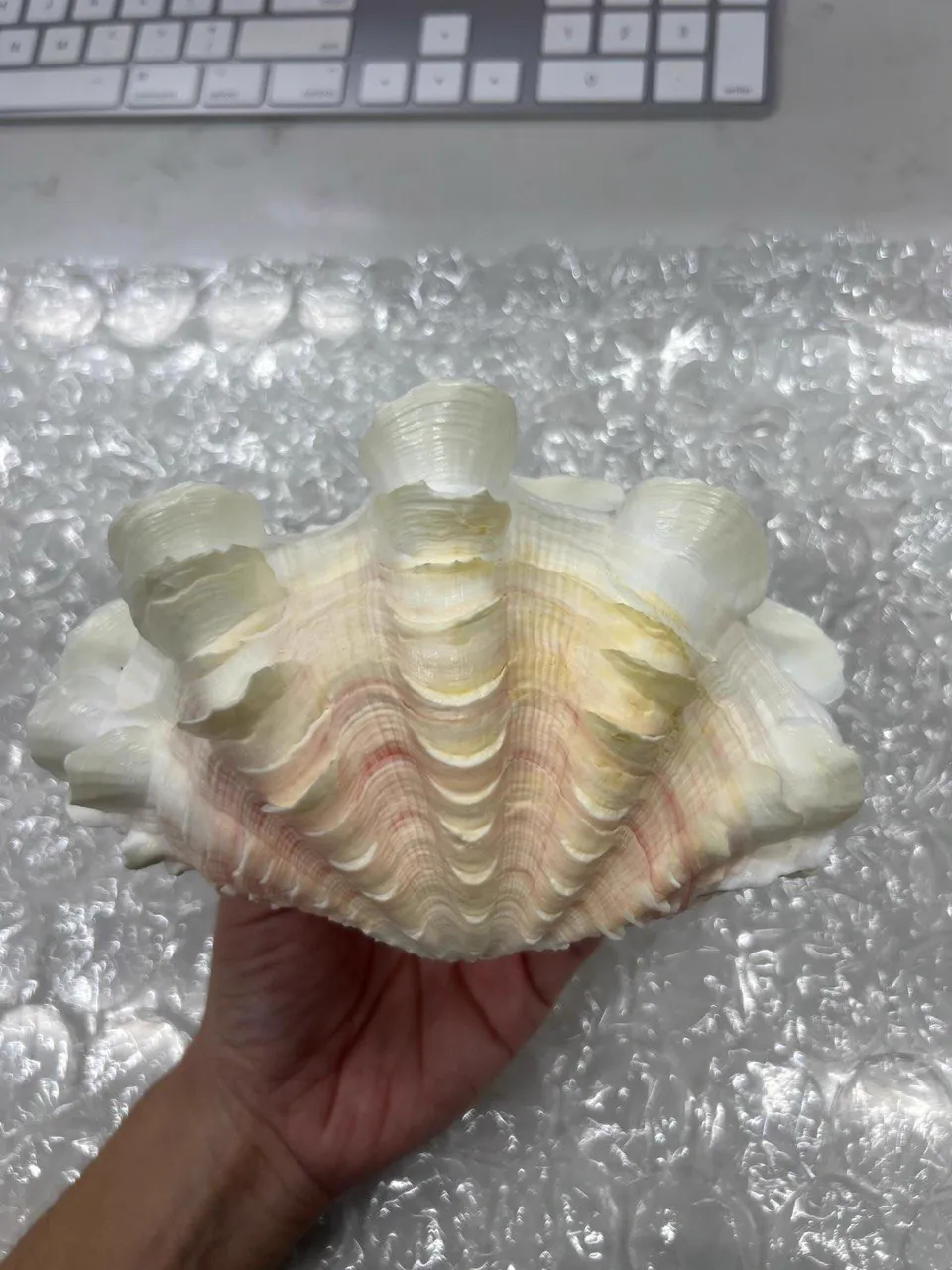 Large white and pink 3D printed giant clam shell replica