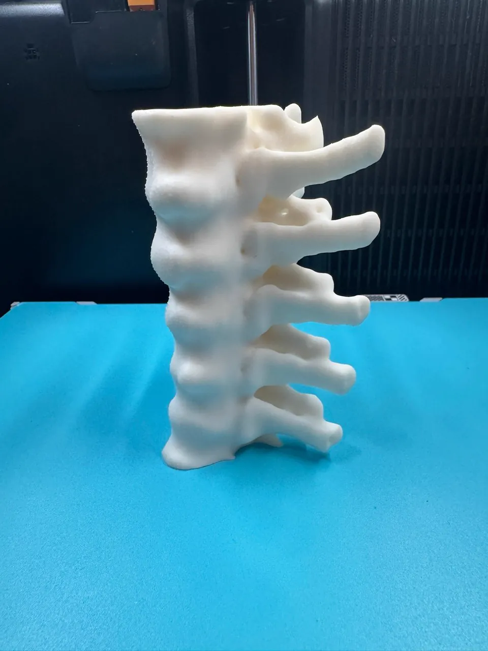 3D printed spine anatomical model